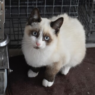 かぶきちゃん！