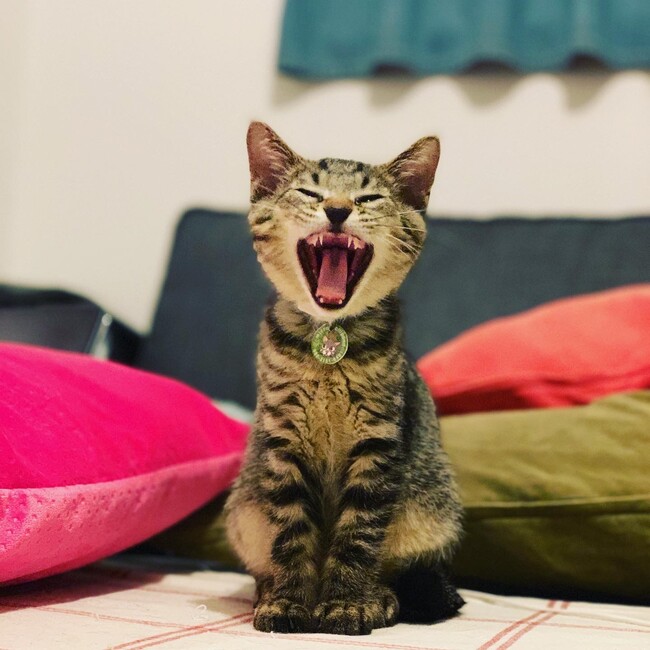 たろしまぎんのカバー写真