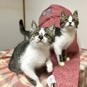 仲良し甘えん坊フワモコ姉妹ペアで