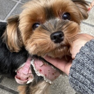 ヨークシャテリアの茜ちゃん