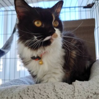 マンチカンのすずちゃん