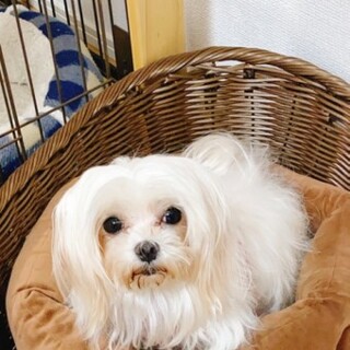 マルチーズのサナちゃん