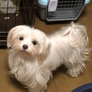 マルチーズのサランちゃん