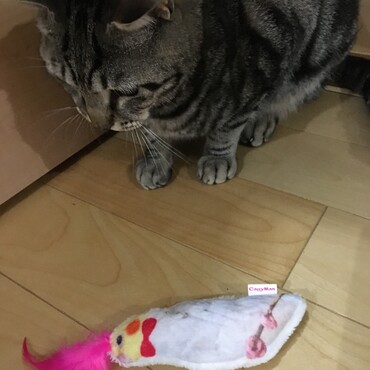 5羽目のインコのおもちゃ笑