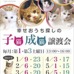 *子猫と大人猫*キャットソシオン譲渡会