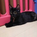 あずきちゃん(仮) 〜クリクリお目目〜