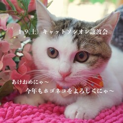 ＊子猫と大人猫＊キャットソシオン譲渡会