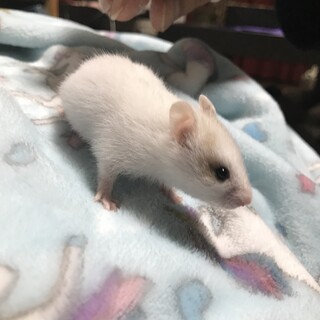 ゴールデンハムスターの赤ちゃんの里親さま募集