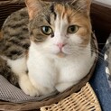 可愛い三毛猫　みのりちゃん