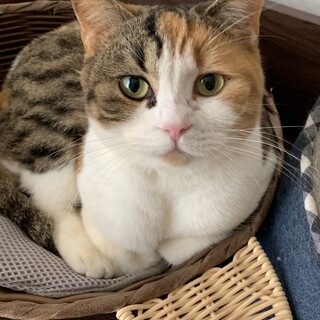 可愛い三毛猫　みのりちゃん