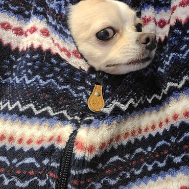 ナイトウェアの中に入ってくる愛犬part2