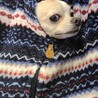 ナイトウェアの中に入ってくる愛犬part2