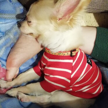 この子も人の足を枕にする？