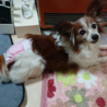 パピヨン １０歳★温厚で飼いやすい　かえでちゃん サムネイル2