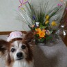 パピヨン １０歳★温厚で飼いやすい　かえでちゃん サムネイル3