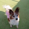 パピヨン １０歳★温厚で飼いやすい　かえでちゃん サムネイル4