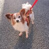 パピヨン １０歳★温厚で飼いやすい　かえでちゃん サムネイル5