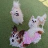 パピヨン １０歳★温厚で飼いやすい　かえでちゃん サムネイル6