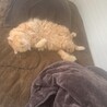 ねこまる