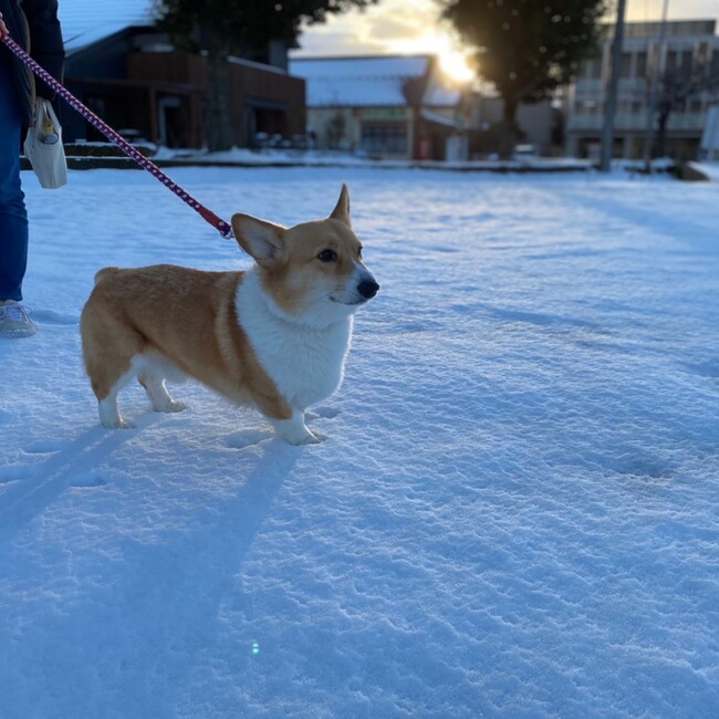 ともみものカバー写真