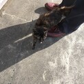 【急募】2ヶ月　サビ猫