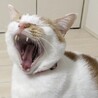 べやべや