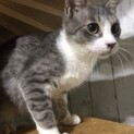甘えん坊のグレくん9ヶ月