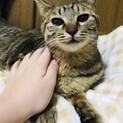 飼い主が亡くなり，保護した甘えん坊紫乃ちゃん3歳