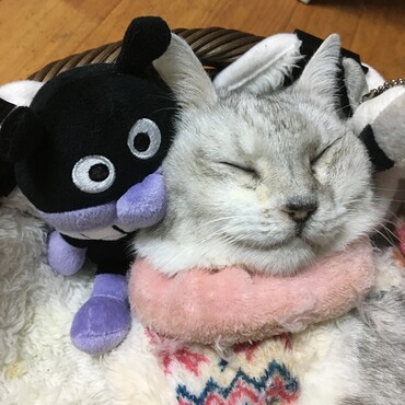 ナナちゃん　早く帰っておいで　母ちゃん　待ってるよー