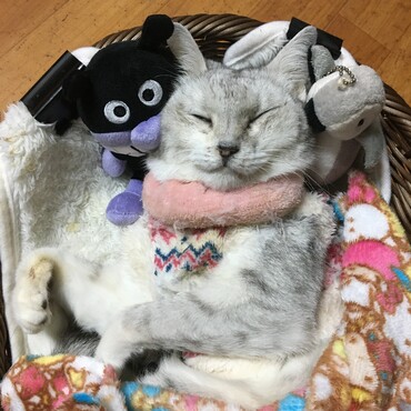 まだ９歳だったのになぁ