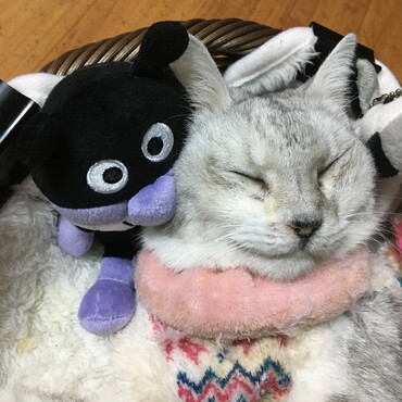 とても残念でならない
