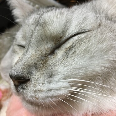 母ちゃんが　家にいる時を選んでくれて　ありがとう
