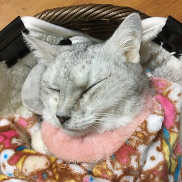 まだ　ナナの匂いが残ってる