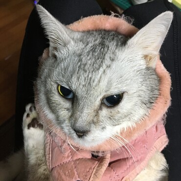 もう　大嫌いな病院　行かなくていいよー