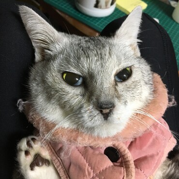 母ちゃん　ご飯！って文句いいそうな顔だ