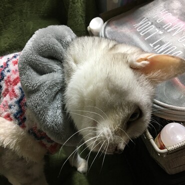 ナナのラストショット　まだまだ元気だと思ったのにな