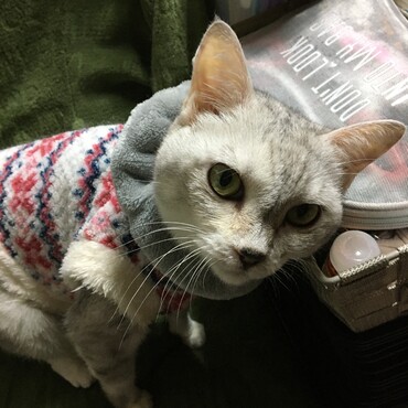 ナナのラストショットまだまだ元気だと思ったのにな