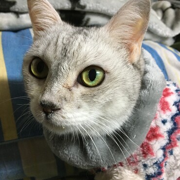 ナナのラストショットまだまだ元気だと思ったのにな