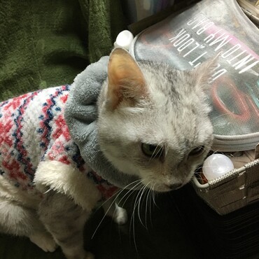 ナナのラストショットまだまだ元気だと思ったのにな