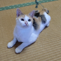 三毛猫　ルンルン