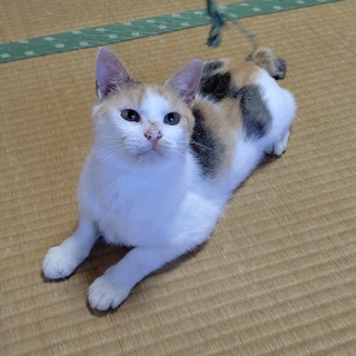 三毛猫　ルンルン