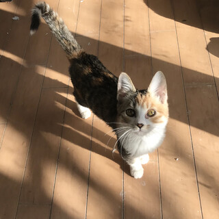 三毛猫３姉妹　① 人慣れ抜群