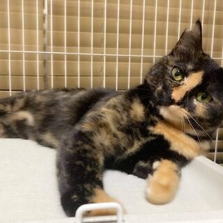 人も猫も好き✨奇跡柄のサビ猫2/7譲渡会参加