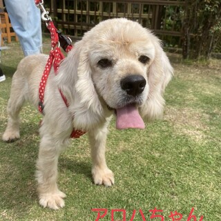 一旦募集停止。アメコカ女の子のアロハちゃん❣️