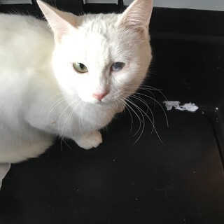 白猫　リリース前の募集