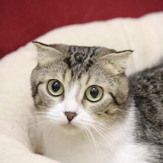 スコティッシュ・フォールド　サツキちゃん