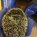 ハリネズミ(オス)の里親募集