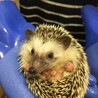 ハリネズミ(オス)の里親募集 サムネイル2