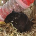 カラージャービル（スナネズミ）