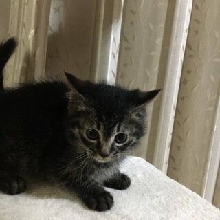 黒キジ男の子　里親さん決定!